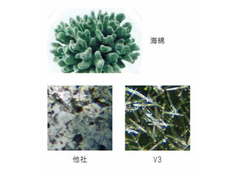 海綿　スピキュール